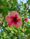 Alamanda flowers (Allamanda blanchetii) are blooming