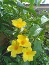 Alamanda flowers growth in the garden now Royalty Free Stock Photo