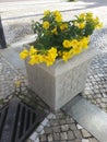 Alamanda flowers in pots, these flowers can also be used as traditional medicines such as asthma, rheumatism and irritation.