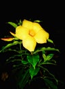 Alamanda flowers are yellow Royalty Free Stock Photo
