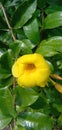 Alamanda Royalty Free Stock Photo