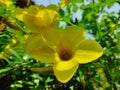 Alamanda yellow flowers and are also often referred to as golden trumpet flowers, yellow bell flowers, or buttercup flowers Royalty Free Stock Photo