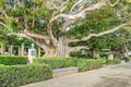 Alameda de Apodaca with giant Ficus trees and a bench decorated