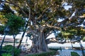 Alameda de Apodaca, a public park in Cadiz, Andalucia, Spain