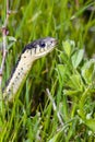 Alameda Whipsnake portrait Royalty Free Stock Photo