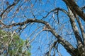 Alamo Tree with Rufous Hornero nest