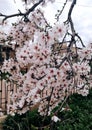 Alandscape of almond tree during spring. Royalty Free Stock Photo