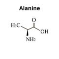 Alanine is an amino acid. Chemical molecular formula Alanine amino acid. Vector illustration on isolated background