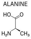 Alanine or L-alanine, Ala, A, amino acid molecule. Skeletal formula. Royalty Free Stock Photo