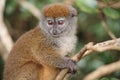 Alaotran gentle lemur Hapalemur alaotrensis Royalty Free Stock Photo