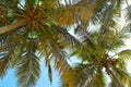 coconut tree leaves Royalty Free Stock Photo