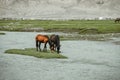 Alar National Wetland Park is surrounded by high mountains