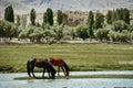 Alar National Wetland Park is surrounded by high mountains