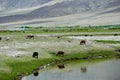 Alar National Wetland Park is surrounded by high mountains