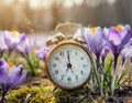 Alarm clock among blooming crocuses, spring forward concept. Spring time change, first spring flowers, daylight saving time. Royalty Free Stock Photo