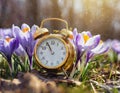 Alarm clock among blooming crocuses, spring forward concept. Spring time change, first spring flowers, daylight saving time. Royalty Free Stock Photo