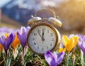 Alarm clock among blooming crocuses, spring forward concept. Spring time change, first spring flowers, daylight saving time. Royalty Free Stock Photo