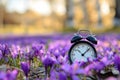 Alarm clock among blooming crocuses, spring forward concept. Spring time change, first spring flowers, daylight saving time. Royalty Free Stock Photo