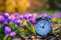 Alarm clock among blooming crocuses, spring forward concept. Spring time change, first spring flowers, daylight saving time. Royalty Free Stock Photo