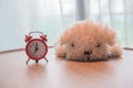 A alarm clock with cute white dog doll on the wooden table and white curtains in the morning Royalty Free Stock Photo