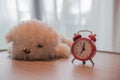 A alarm clock with cute white dog doll on the wooden table and white curtains in the morning Royalty Free Stock Photo