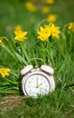 Alarm clock with daffodils flowers, switch to daylight saving time in spring, summer time changeover Royalty Free Stock Photo