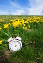 Alarm clock with daffodils flowers, switch to daylight saving time in spring, summer time changeover Royalty Free Stock Photo