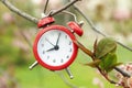 Alarm clock hangs on a branch Amazing springtime Royalty Free Stock Photo