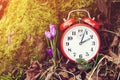 Alarm clock over spring natural background, flat lay. Daylight saving time reminder. Spring natural background with first flowers Royalty Free Stock Photo