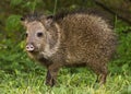 Alarmed javelina Royalty Free Stock Photo