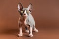 Alarmed kitten of Canadian Sphynx breed standing and looking up, goggling eyes of lemon color Royalty Free Stock Photo