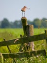 Alarming Black-tailed Godwit Royalty Free Stock Photo