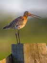 Alarming Black-tailed Godwit Royalty Free Stock Photo
