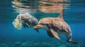 An alarming image of a dolphin entangled in a plastic