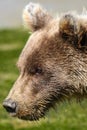 Alaska Baby Brown Bear Cub Profile Portrait Royalty Free Stock Photo