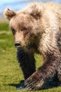 Alaska Baby Brown Bear Cub Walking Near Water Royalty Free Stock Photo