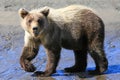 Alaska Baby Brown Bear Cub Walking Pose Royalty Free Stock Photo