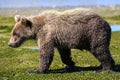 Alaska Baby Brown Bear Cub Walking Profile Royalty Free Stock Photo