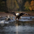 Alaska Bald Eagle