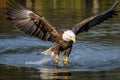 Alaska Bald Eagle Attacking a Fish Royalty Free Stock Photo