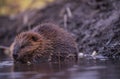 Alaska - Beaver