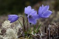 Alaska Bellflowers, macro Royalty Free Stock Photo