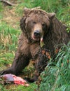 Alaska brown bear