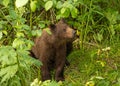 Alaska brown bear in the brush Royalty Free Stock Photo