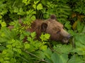 Alaska brown bear in the brush Royalty Free Stock Photo