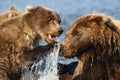 Alaska Brown Bear Mother and Cub Fighting Royalty Free Stock Photo