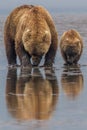 Alaska Brown Bear Mother and Cub