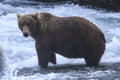 Alaska Brown Bear in the river with white water rapids