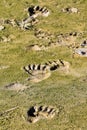 Alaska Brown Bear Tracks and Prints Royalty Free Stock Photo