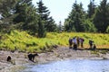Alaska Brown Bear Viewing Silver Salmon Creek Lake Clark National Park Royalty Free Stock Photo